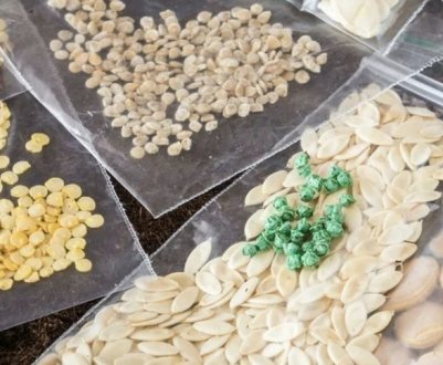 Підготовка насіння до посіву: 3 найважливіших заходи