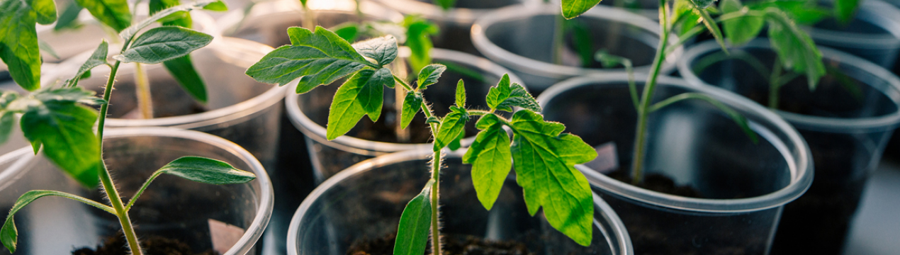 Простий спосіб врятувати розсаду від павутинного кліща