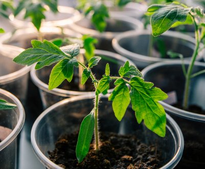 Простий спосіб врятувати розсаду від павутинного кліща