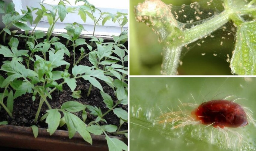 Павутинний кліщ на розсаді Павутинний кліщ на розсаді