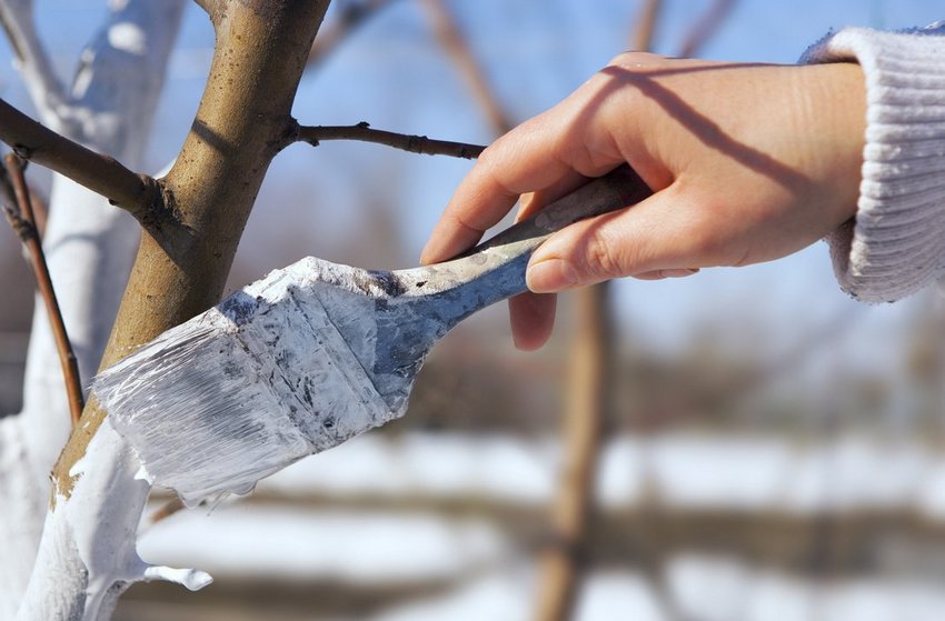 Відновлення вапночки Відновлення вапночки