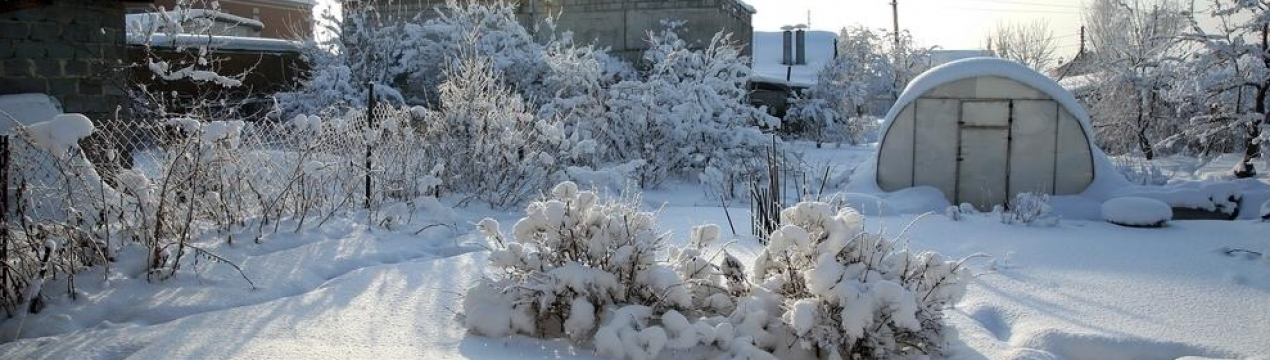 5 справ, які потрібно встигнути зробити садівнику до кінця зими