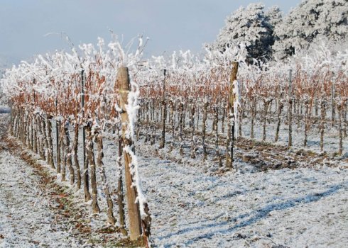 Що зробити з виноградом зараз, щоб восени мати багатий врожай