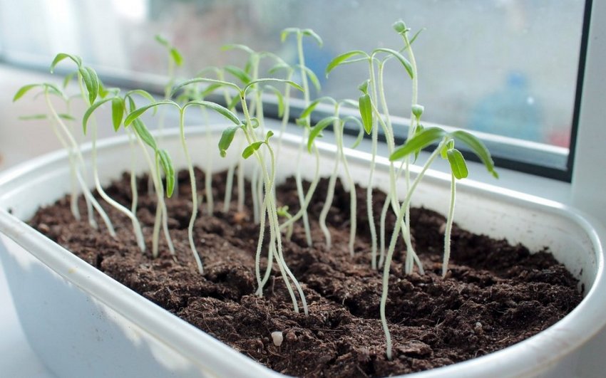 Витягування розсади Витягування розсади