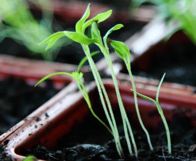 Зроби так і розсада після сходження не буде витягуватися