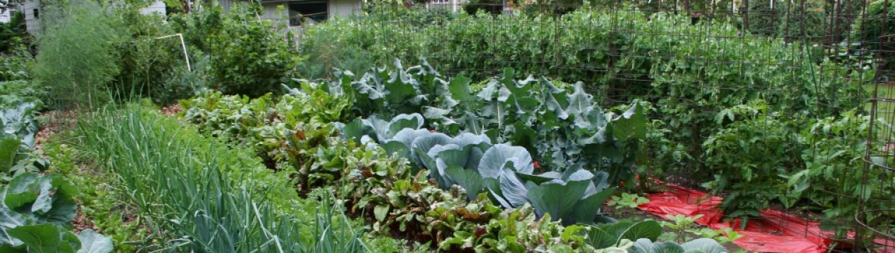 Як розпланувати посадки, якщо ділянка дуже маленька?