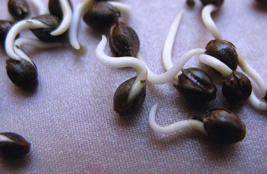 Реанімація простроченого насіння Реанімація простроченого насіння