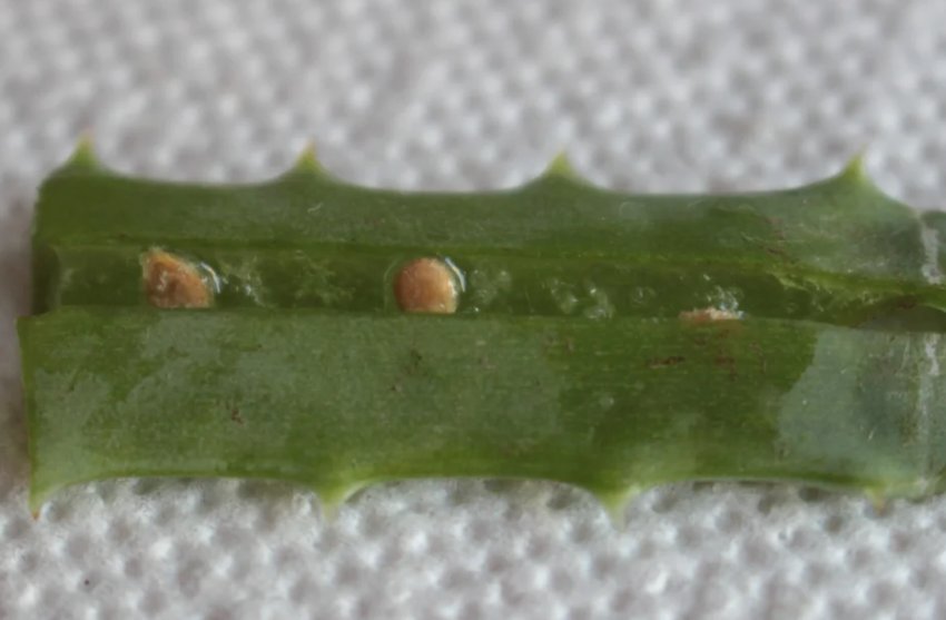 Замочування насіння в соку алое Замочування насіння в соку алое