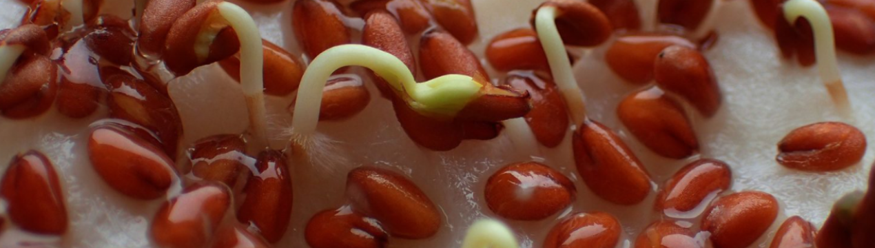 3 простих способи оживити прострочене насіння