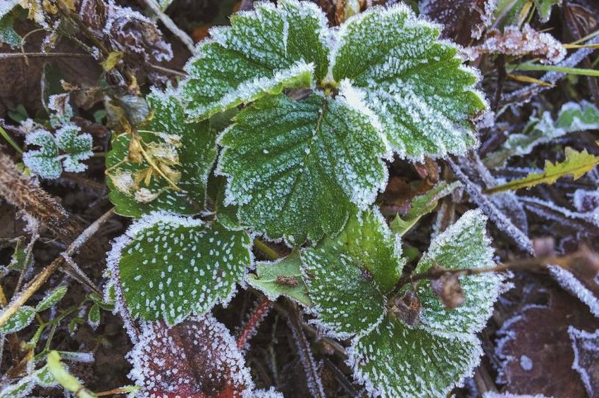 Вымерзання полуниці Вымерзання полуниці
