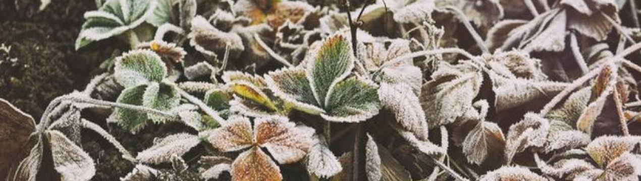 Вимирає полуниця: у чому причина і як цього уникнути