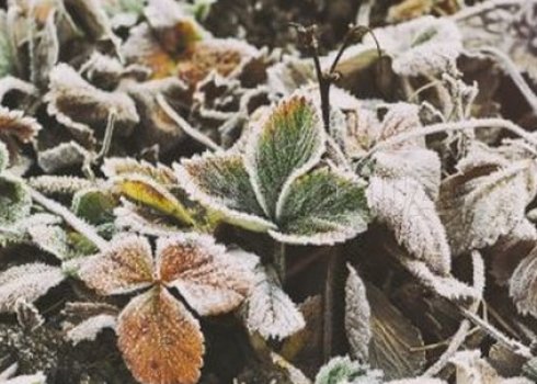 Вимирає полуниця: у чому причина і як цього уникнути