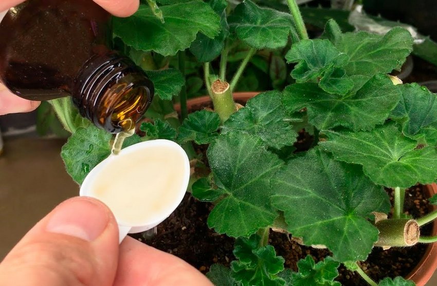 Підживлення герані