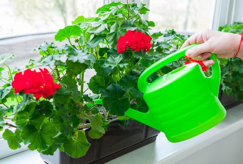 Підживлення герані молоком та золою