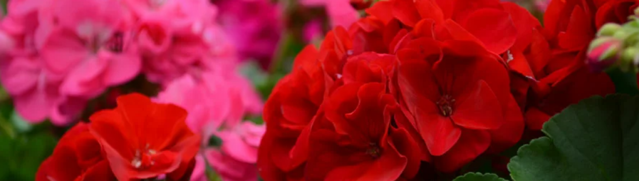 Герань зацвіте пишно навесні, якщо підгодуєте цим у лютому