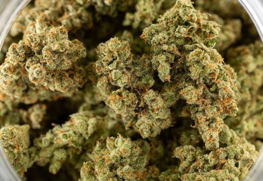 Конопля Конопля