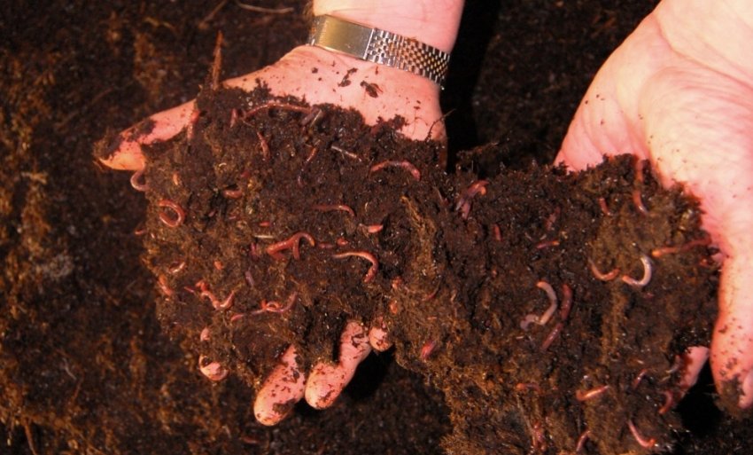 Черви для виробництва добрива Черви для виробництва добрива