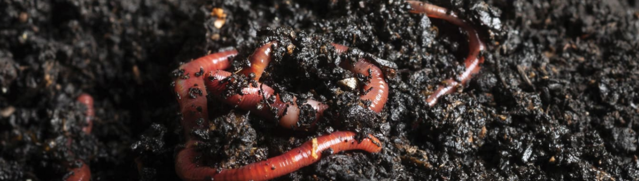 Черкаські хробаки - основні виробники органічного добрива