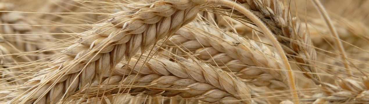 Україна збільшила експорт рожі майже у 90 разів