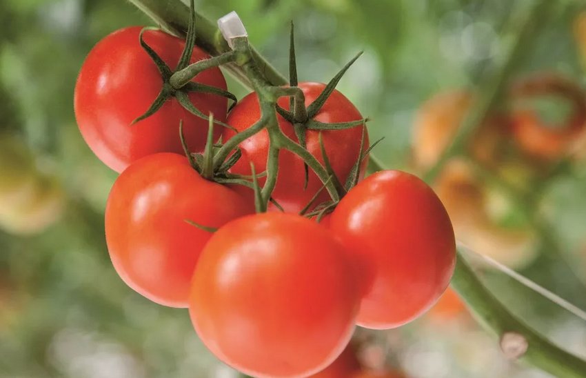 Гроно помідорів