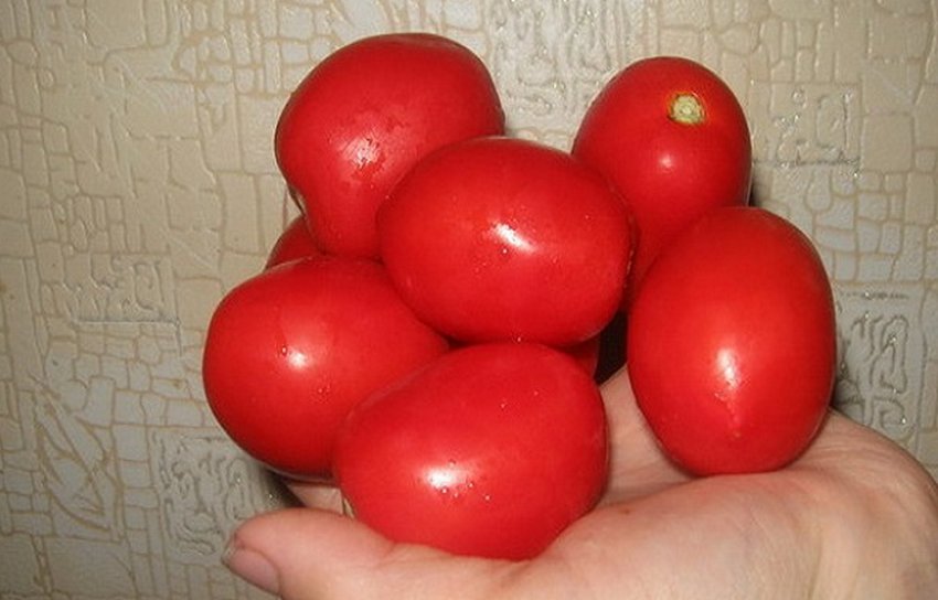 Томат Аделіна