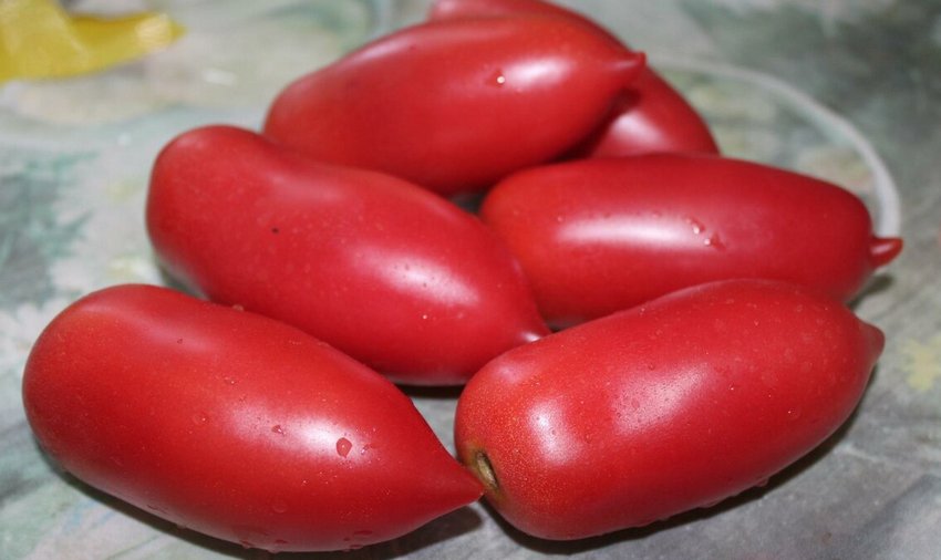 Томати Алі свічки