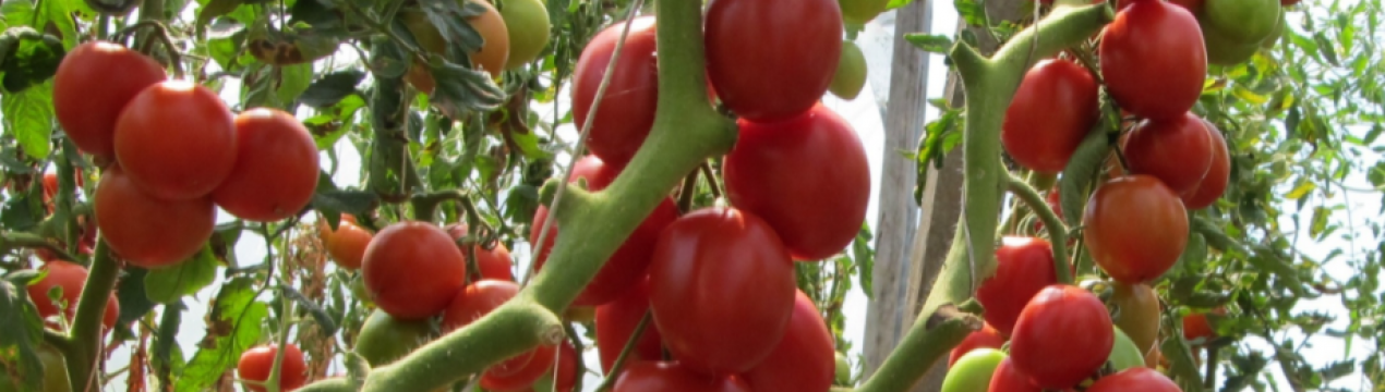 Ці сорти і гібриди томатів ростуть великими китицями