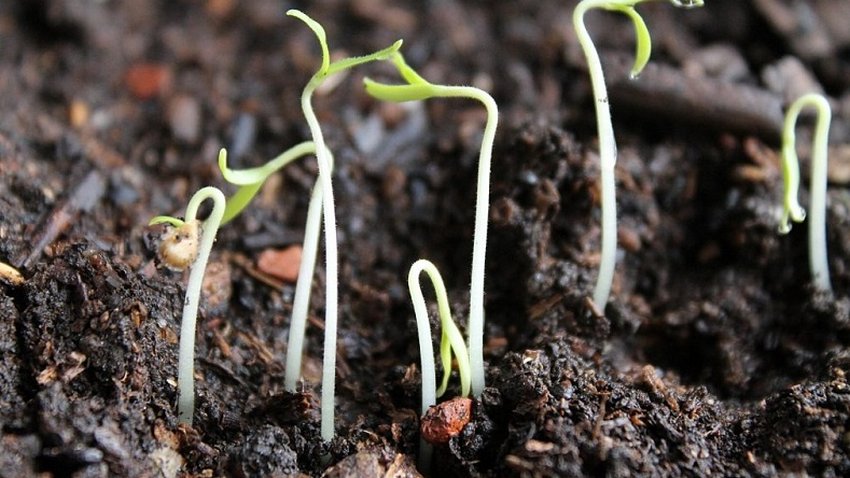 Погані всходи насіння Погані всходи насіння