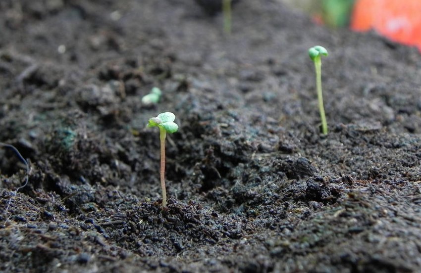 Погані всходи насіння Погані всходи насіння