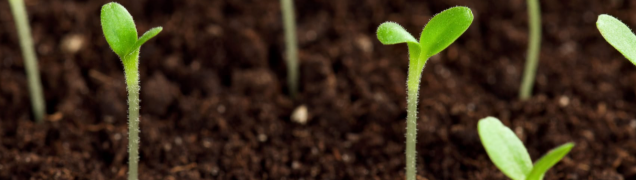 Якщо насіння не проросло: 5 ймовірних причин