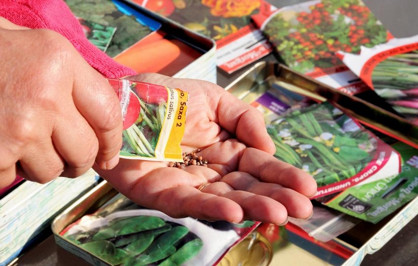 Вибір насіння