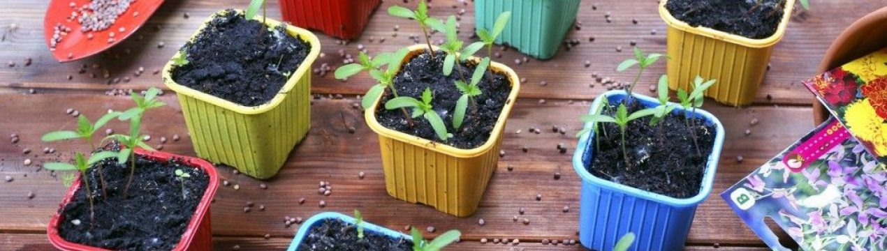 Розсада в лютому: які квіти сіяти?