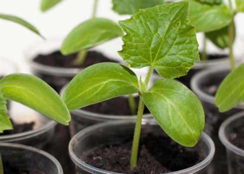 Не выбрасывайте это ценное удобрение для подкормки рассады