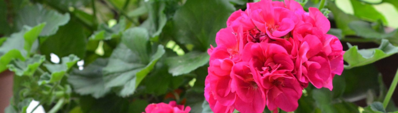 Як підготувати пеларгонію до весни? Догляд та розмноження черенками