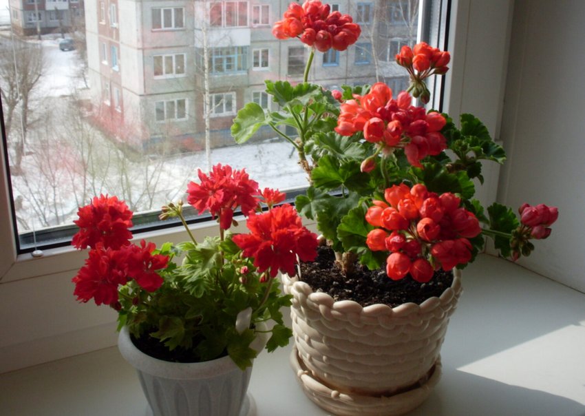 Герань весною