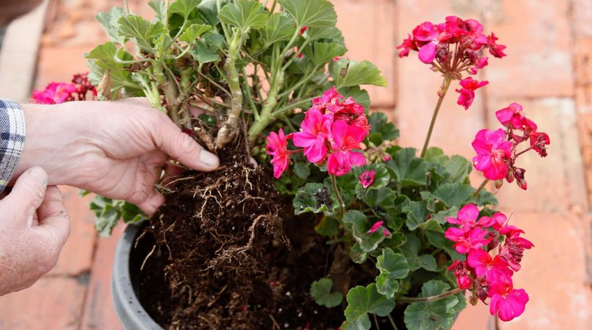 Розмноження герані