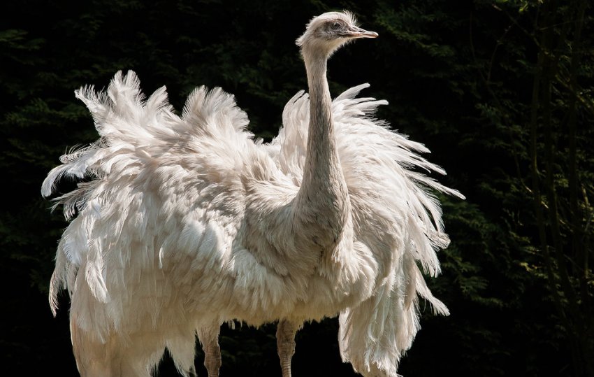Страус нанду