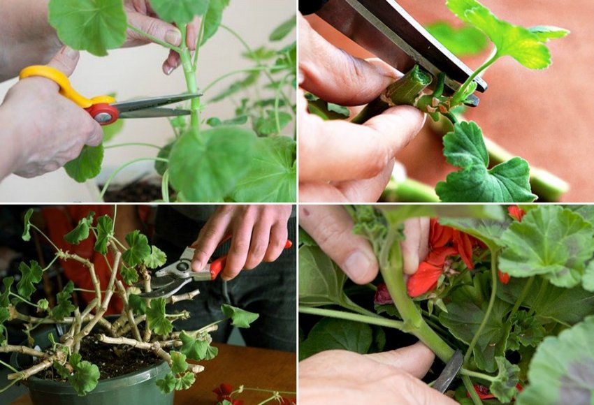 Формування герані