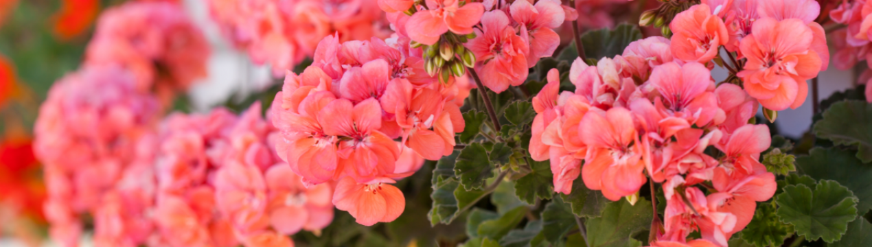 Ґерань: як зробити пишний кущ з палички