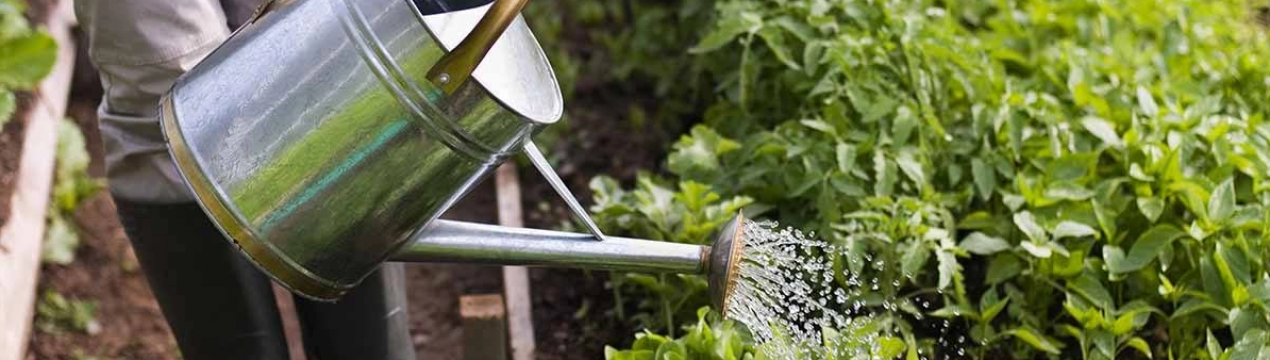 Міфи про плодові культури, які давно час розвінчати