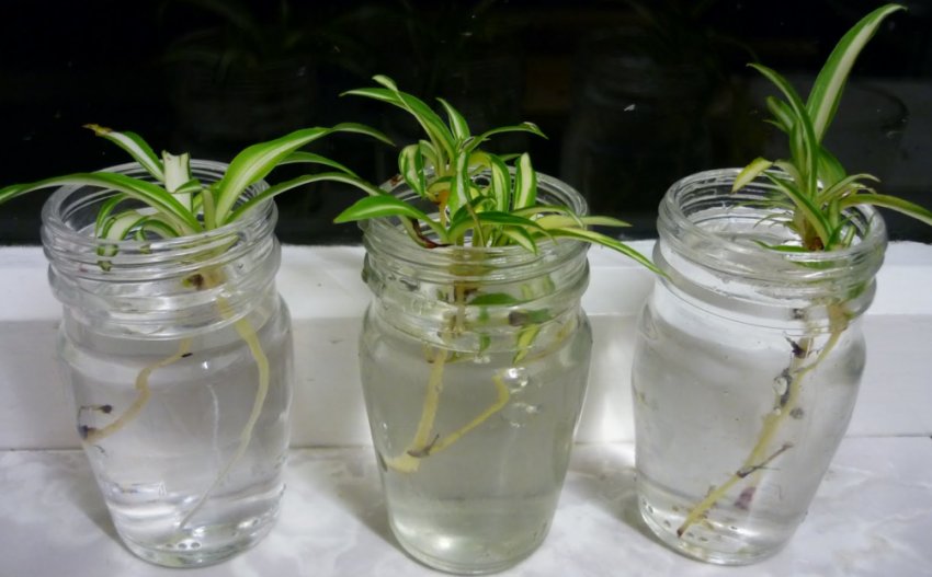 Черенкование цветов Черенкование цветов