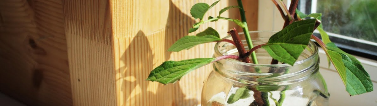 Які квіти розмножувати і пересаджувати весною?