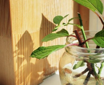 Які квіти розмножувати і пересаджувати весною?