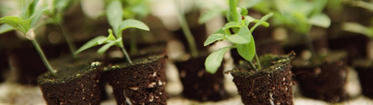 Як покращити ґрунт для розсади за копійки