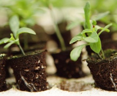 Як покращити ґрунт для розсади за копійки