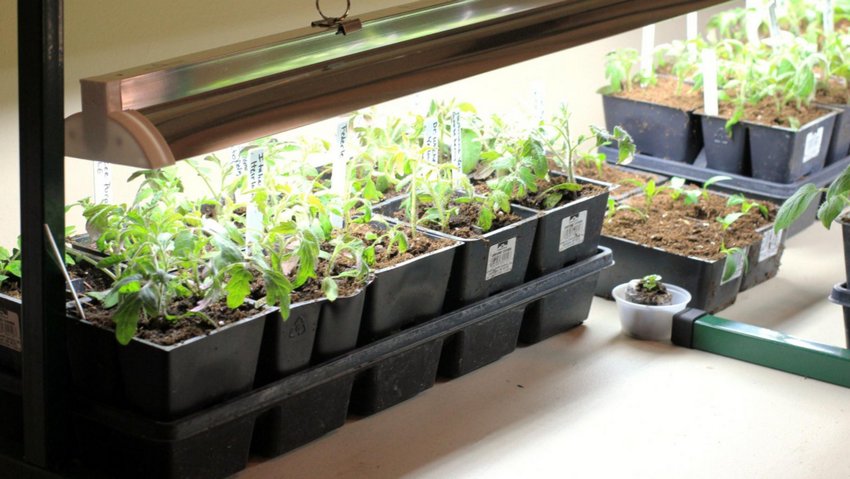 Досвічування розсади