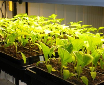 Скільки годин на день потрібно підсвічувати розсаду?