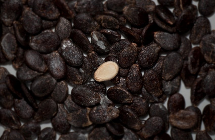 Семена кавуна