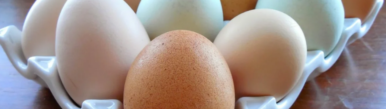 Учені створили яйця, які підвищують розумові та фізичні можливості