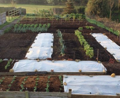 Як перетворити зарослу ділянку на зразковий город? Мінімум зусиль – максимум результату!